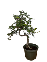Chinese Elm - Assorted sizes here (15cm - 20cm - 25cm - 30cm)
